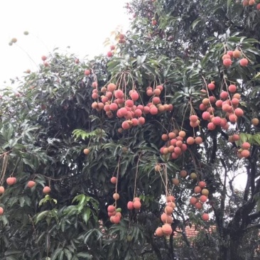 荔枝白糖罂来场地拿