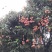 荔枝白糖罂来场地拿