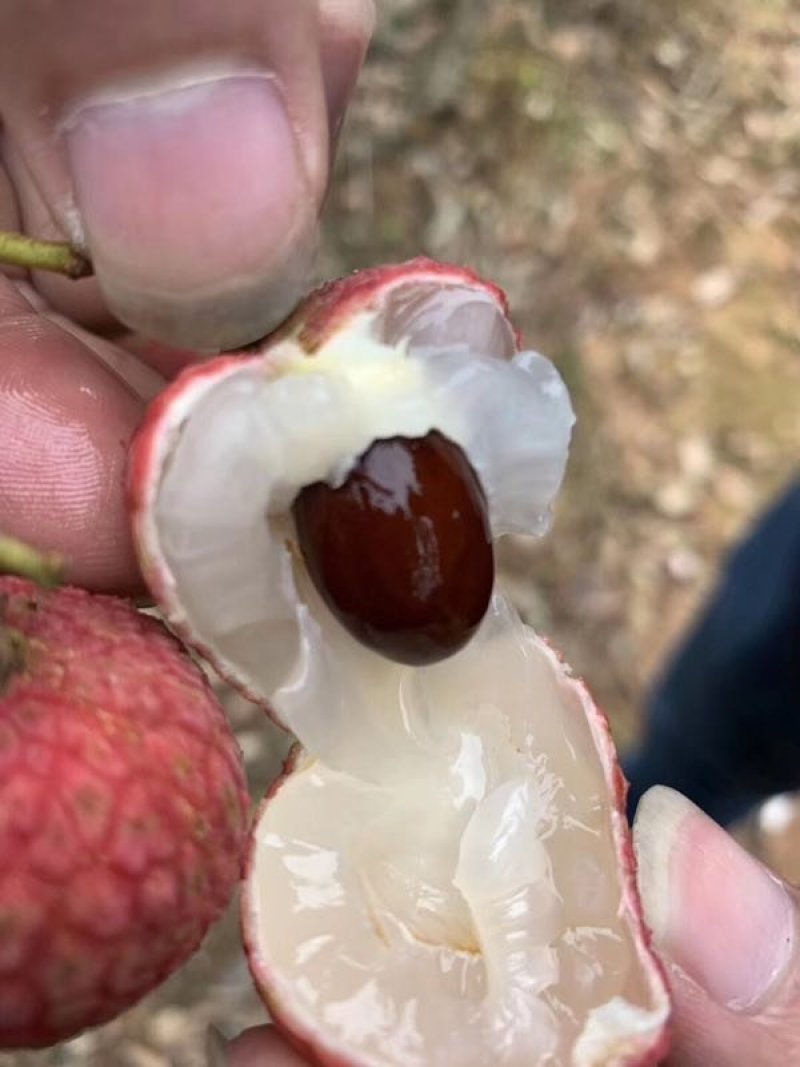 荔枝白糖罂来场地拿