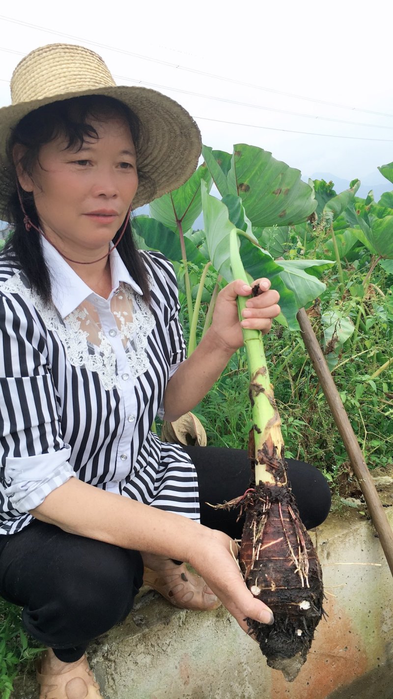 棕子纯手工农家香芋肉棕天然健康食材棕子