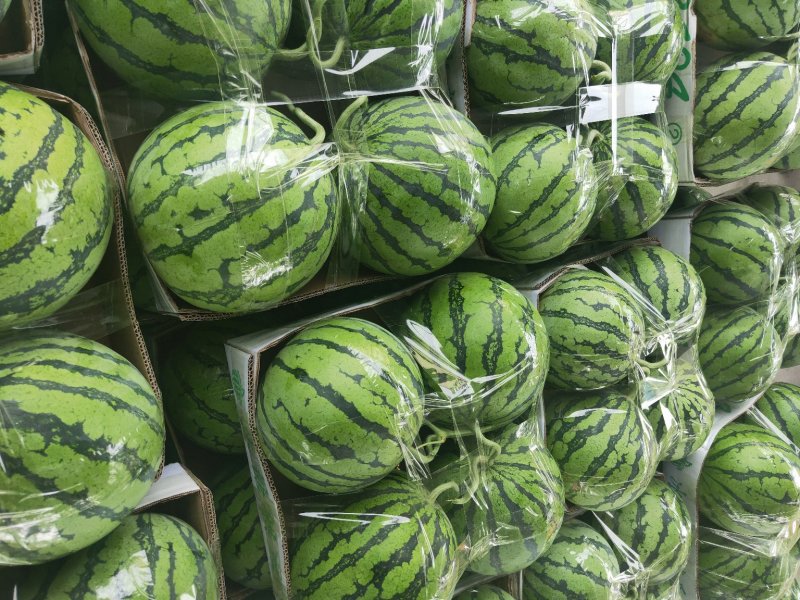 8424，美都，5斤打底8成熟1茬