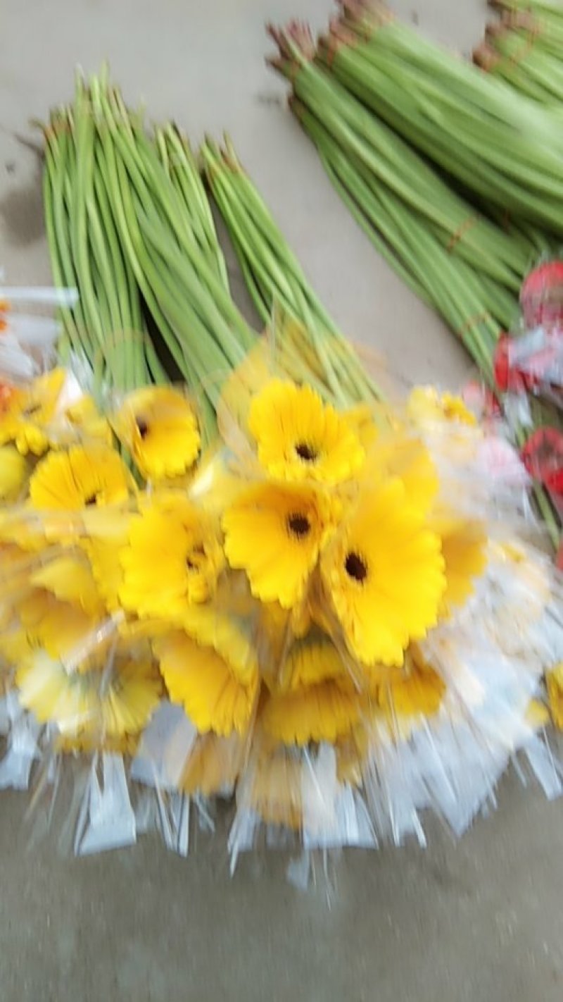 非洲菊