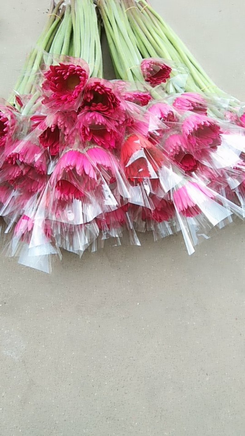 非洲菊