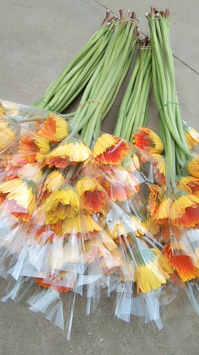 非洲菊