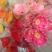 非洲菊