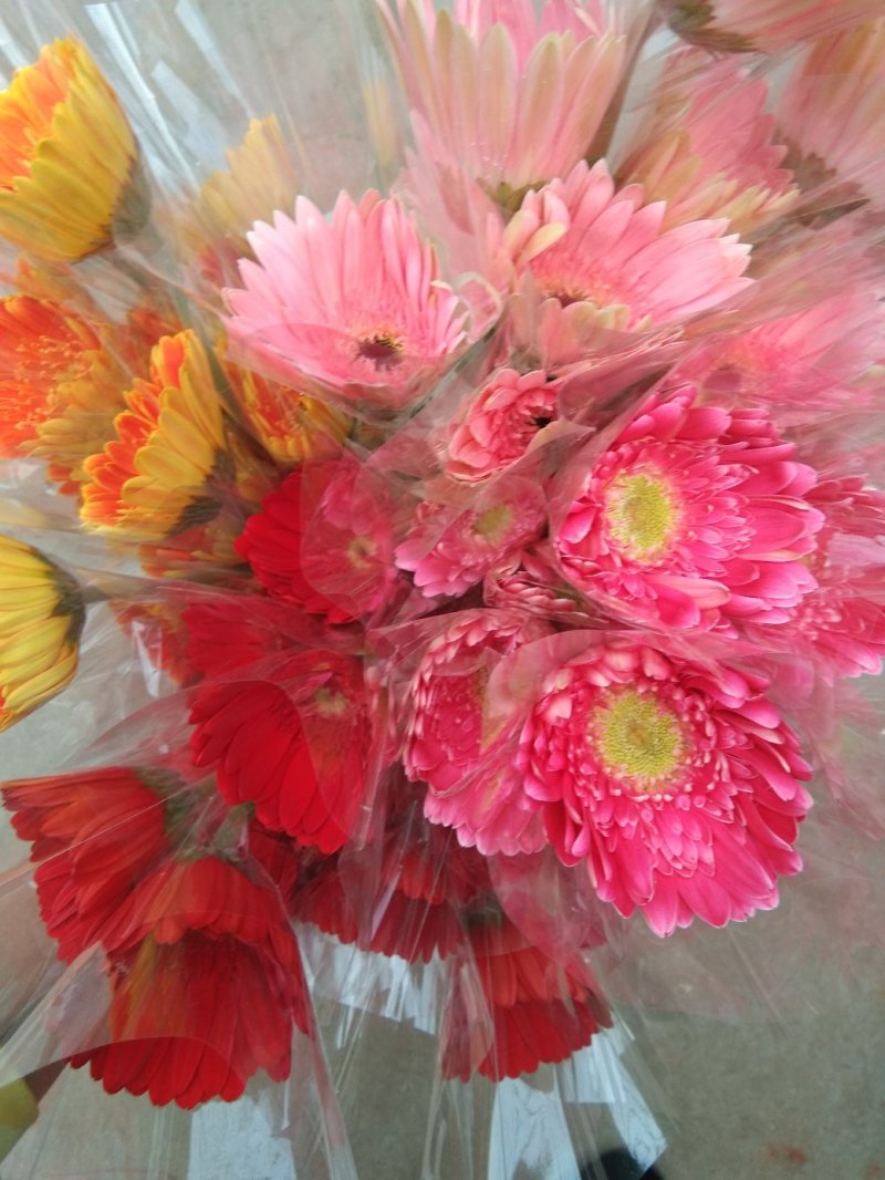非洲菊