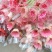 非洲菊