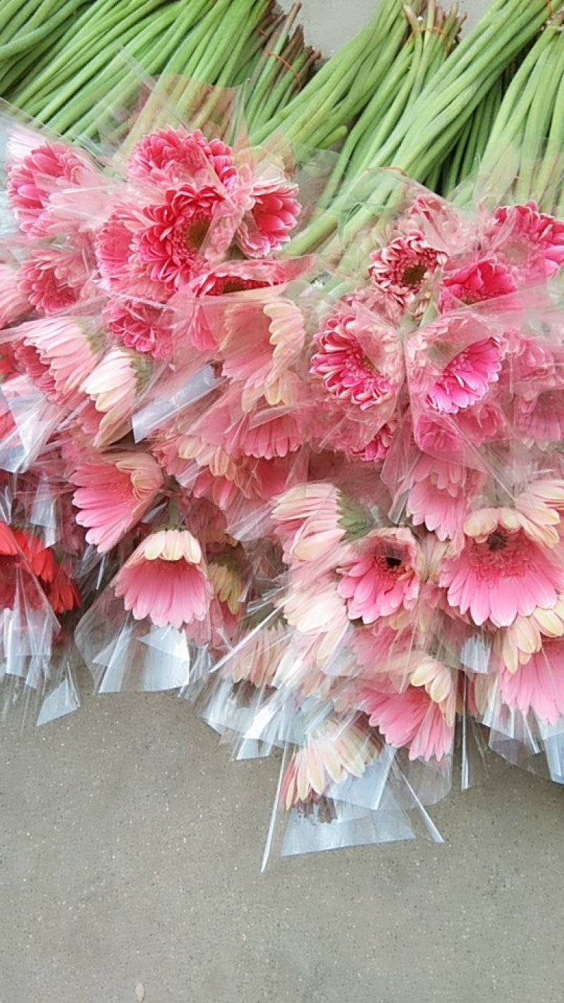 非洲菊