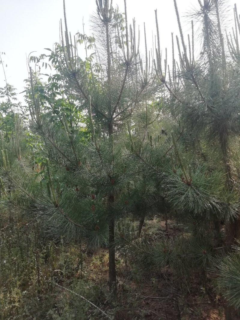 油松2.......4高部分腾地处理