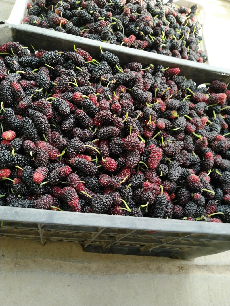 桑葚