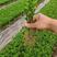 枳橙苗良种广西桂林育苗基地成活率高种植技术支持