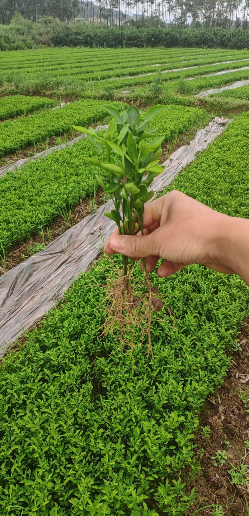 枳橙苗良种广西桂林育苗基地成活率高种植技术支持