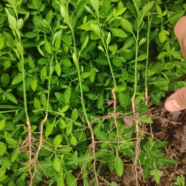 枳橙苗良种广西桂林育苗基地成活率高种植技术支持