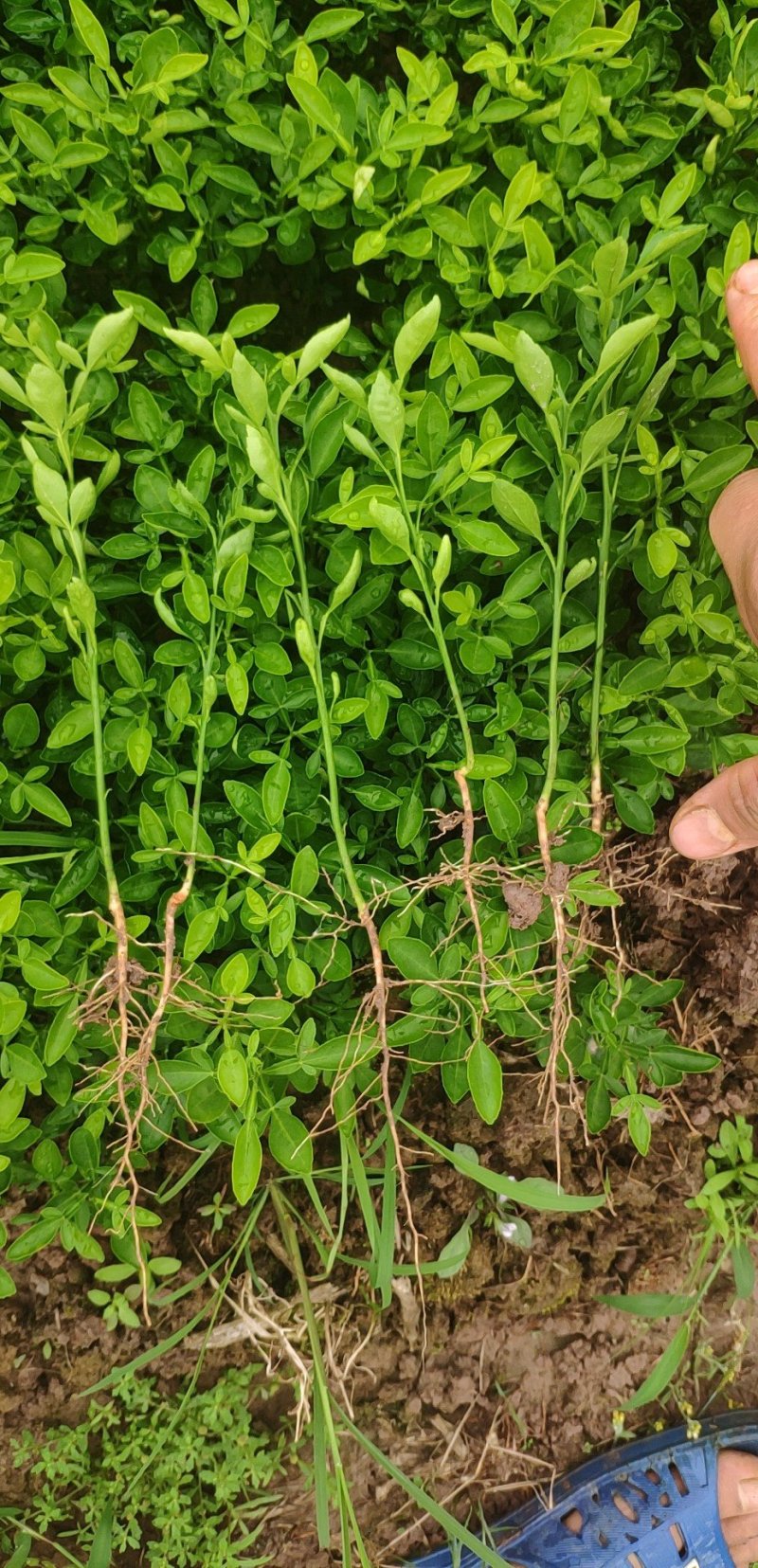 枳橙苗良种广西桂林育苗基地成活率高种植技术支持