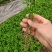 枳橙苗良种广西桂林育苗基地成活率高种植技术支持