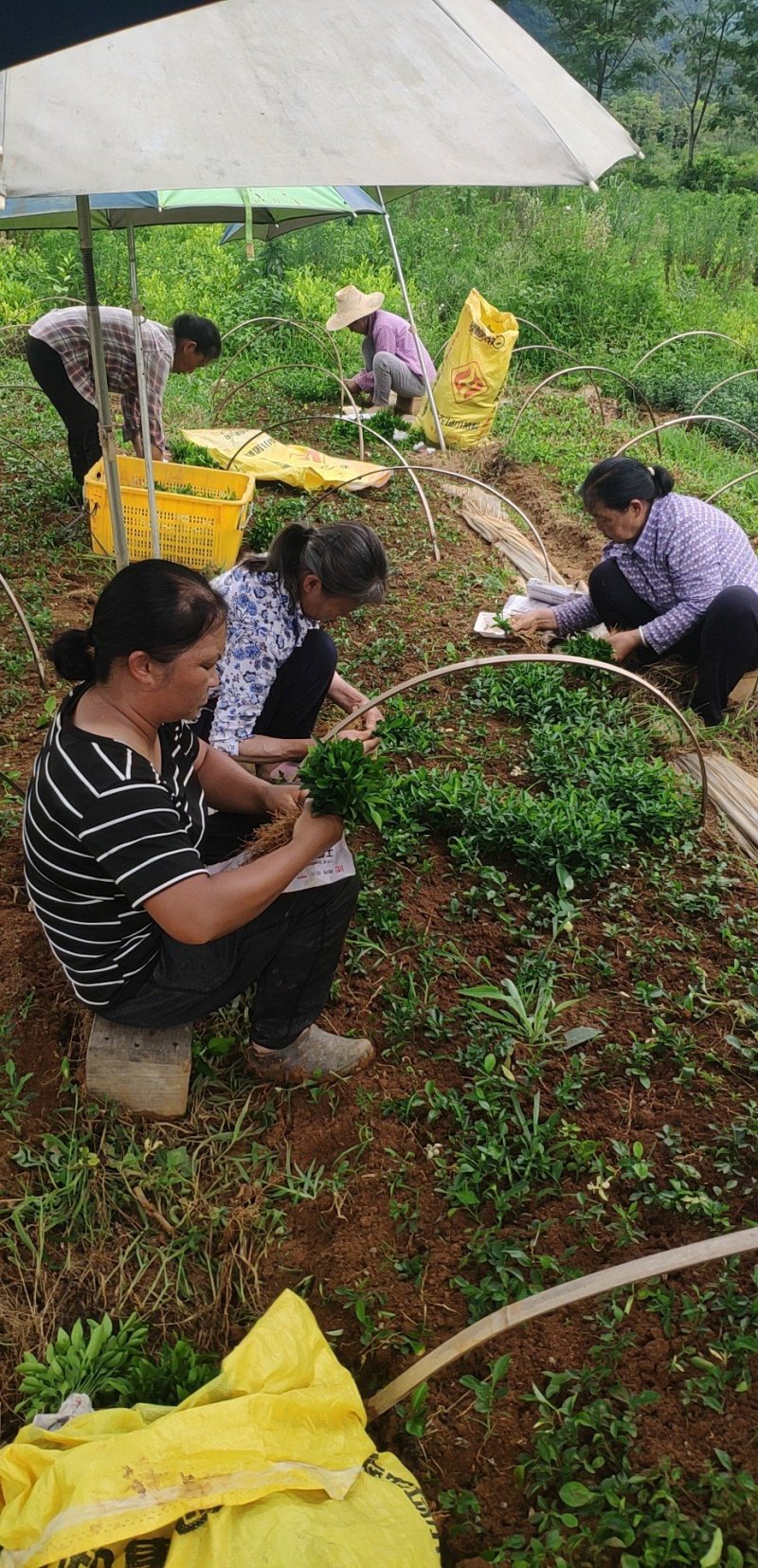 枳橙苗良种广西桂林育苗基地成活率高种植技术支持