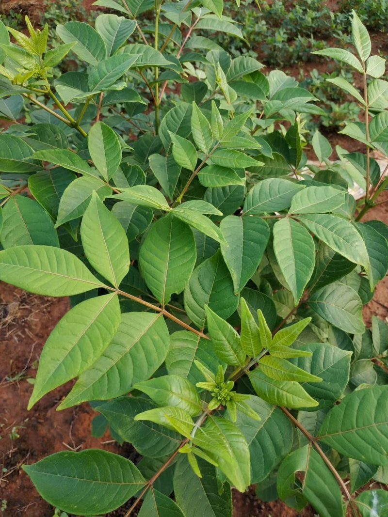 吴茱萸苗长势旺盛
