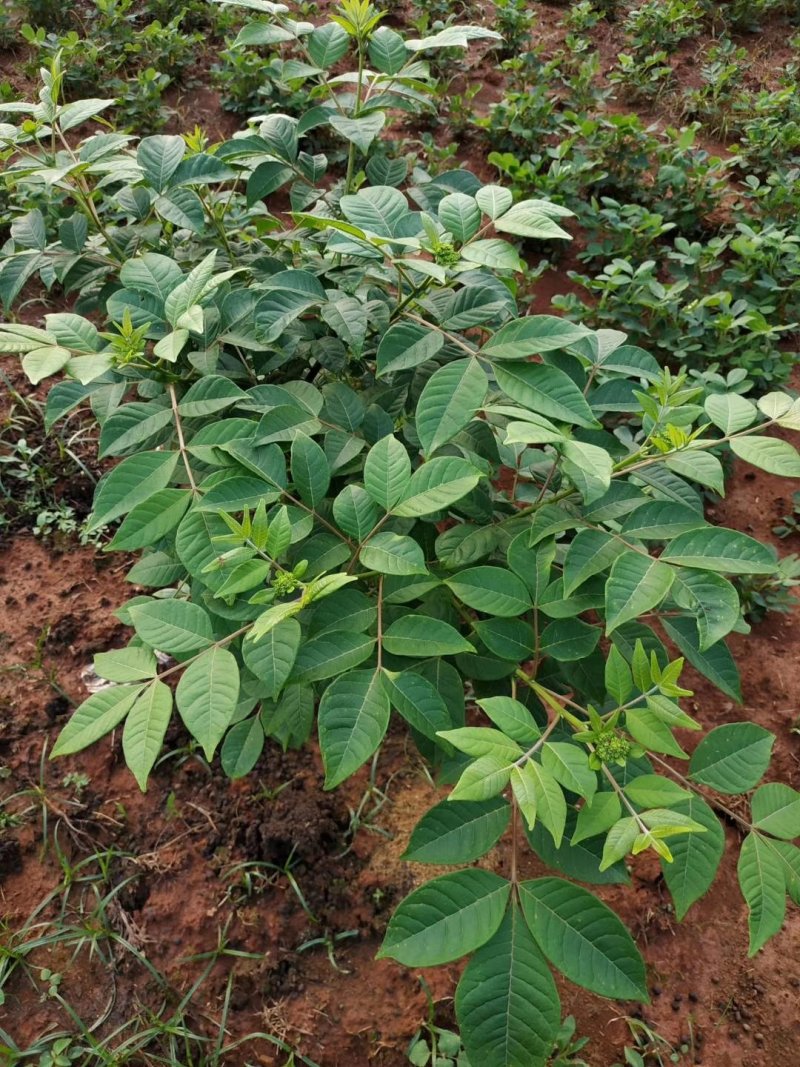 吴茱萸苗长势旺盛