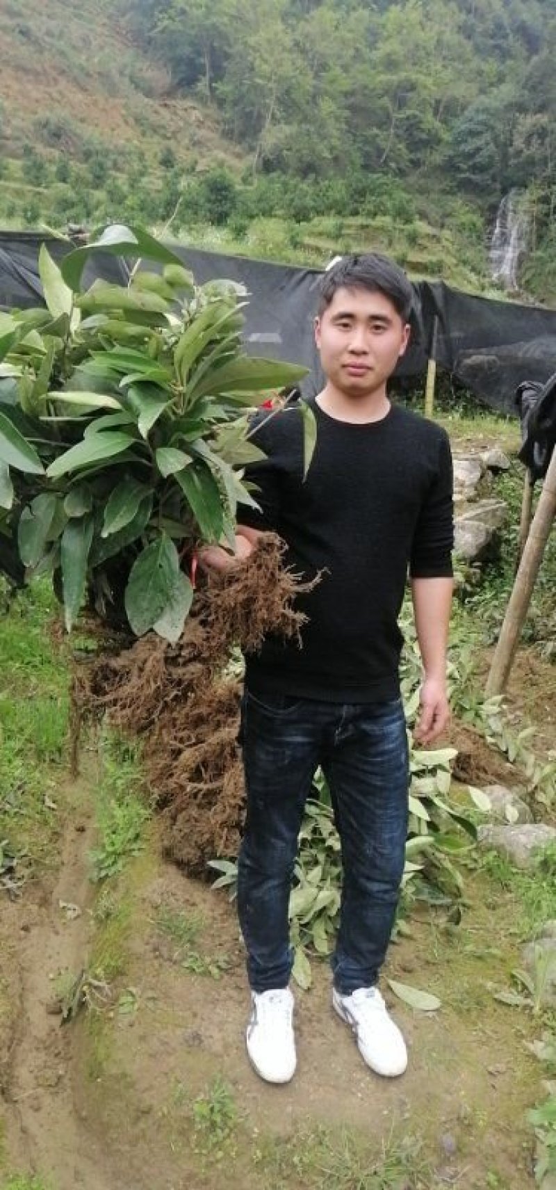 布福娜挂果苗