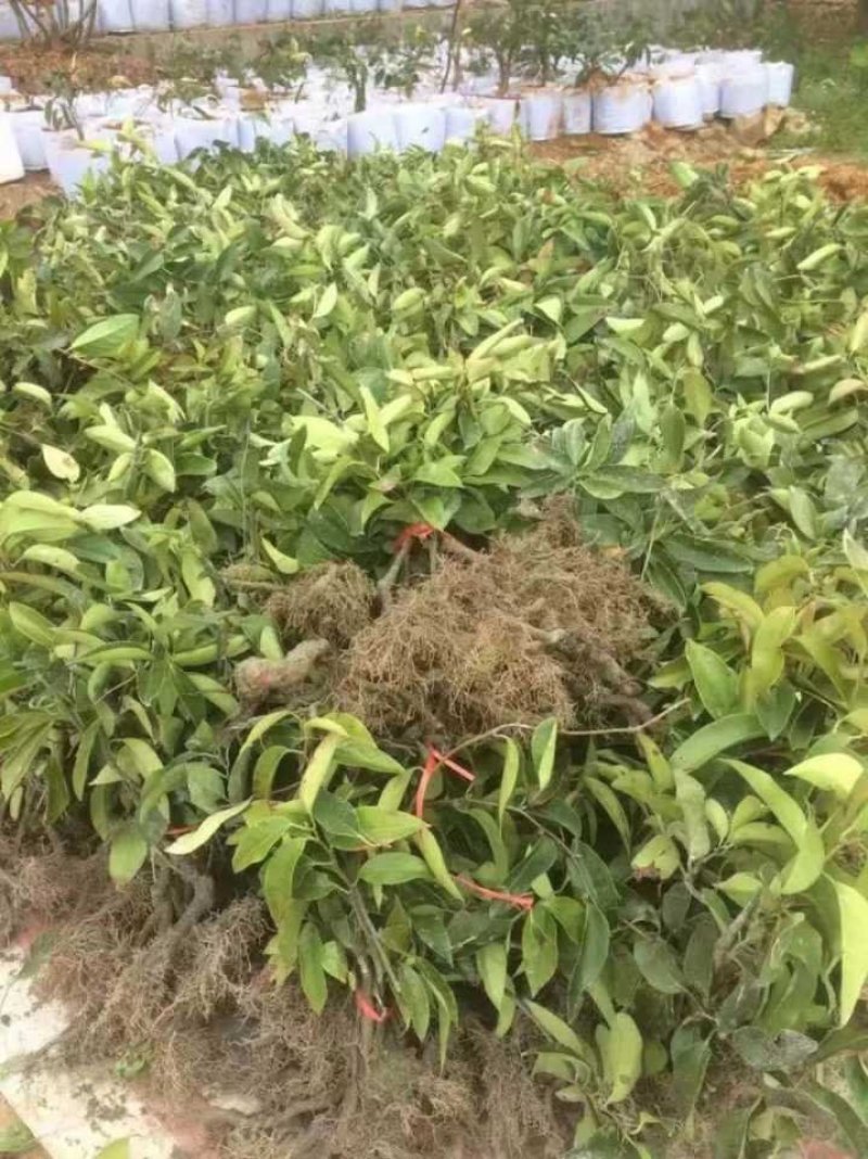 布福娜挂果苗