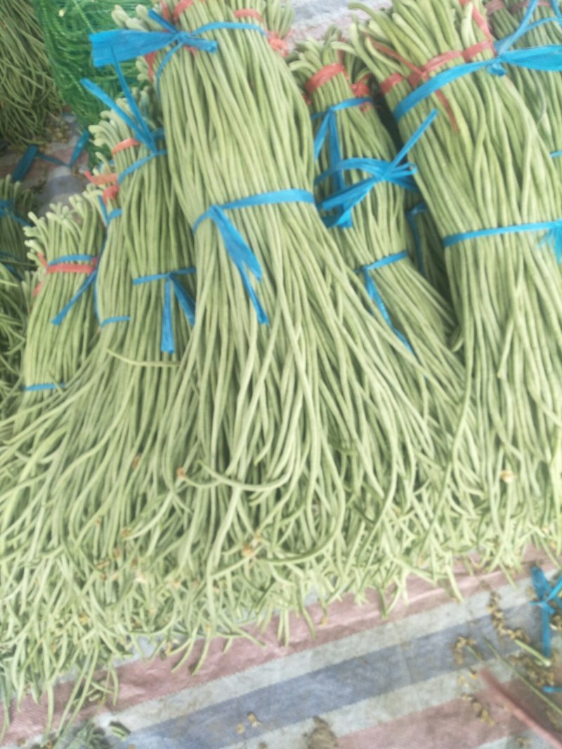 长豆角大量供应货量充足。大量上市