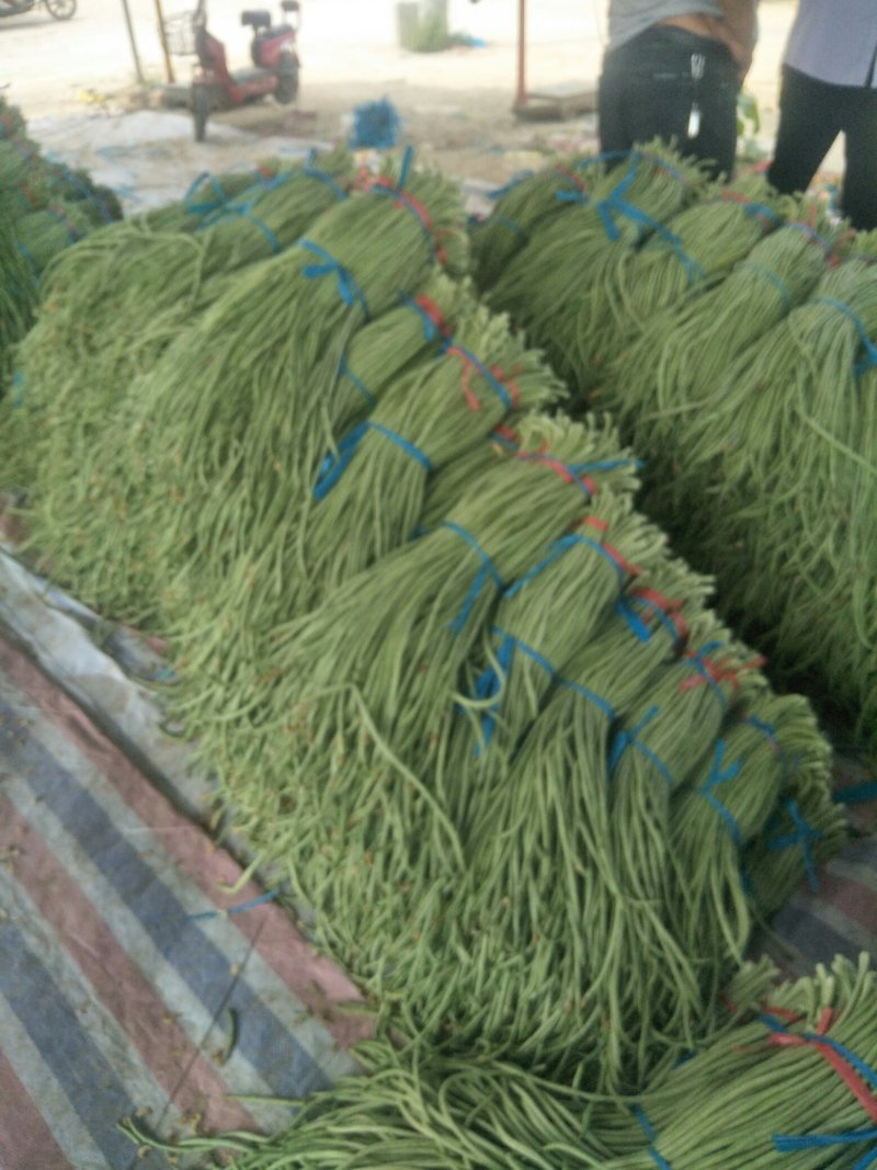 长豆角大量供应货量充足。大量上市
