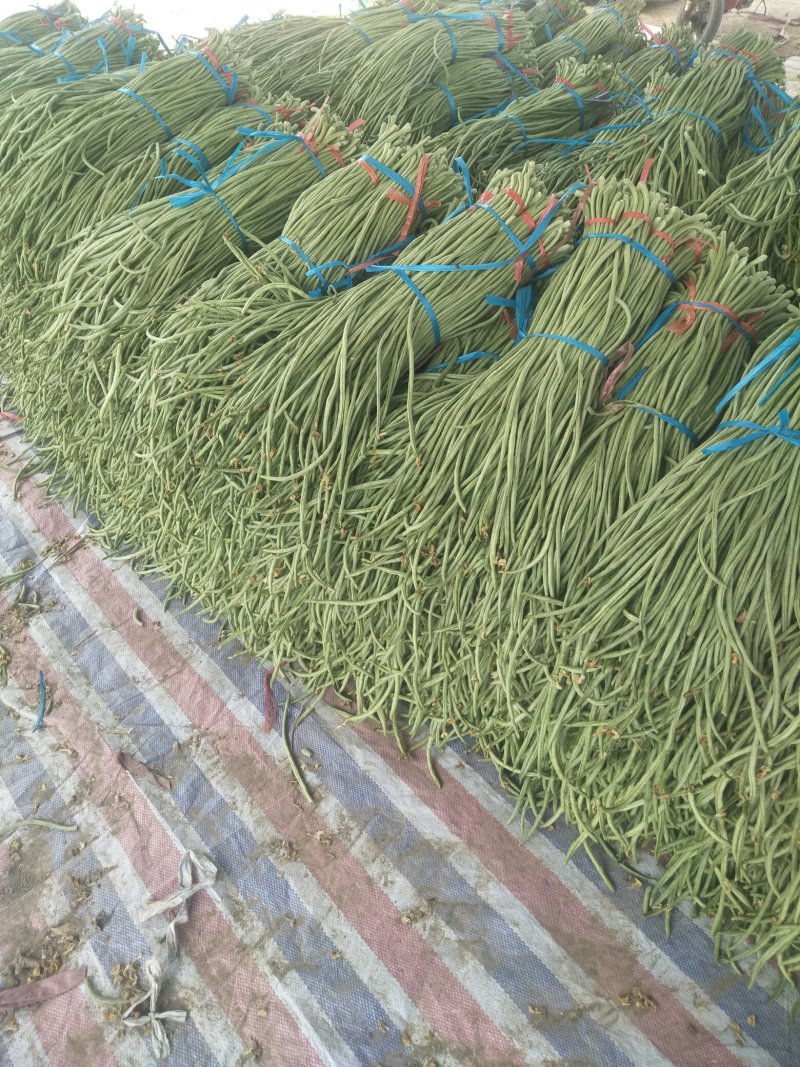 长豆角大量供应货量充足。大量上市