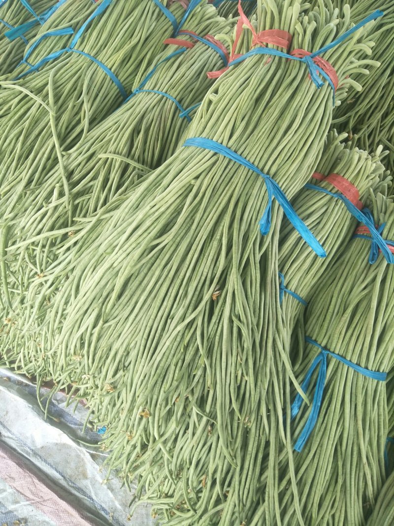 长豆角大量供应货量充足。大量上市