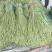 长豆角大量供应货量充足。大量上市