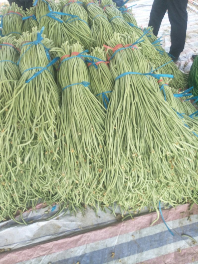 长豆角大量供应货量充足。大量上市