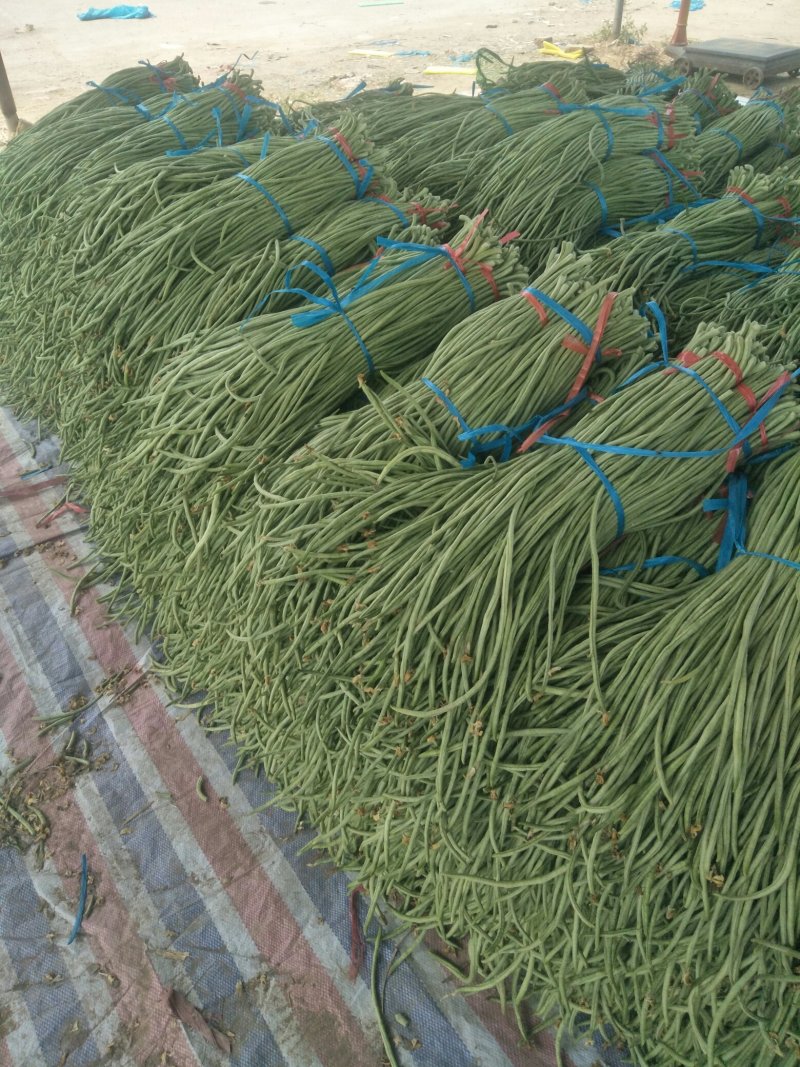 长豆角大量供应货量充足。大量上市