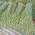 长豆角大量供应货量充足。大量上市