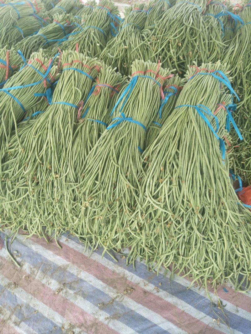 长豆角大量供应货量充足。大量上市
