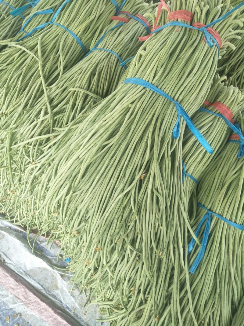 长豆角大量供应货量充足。大量上市