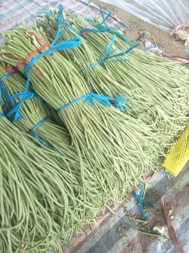 长豆角大量供应货量充足。大量上市