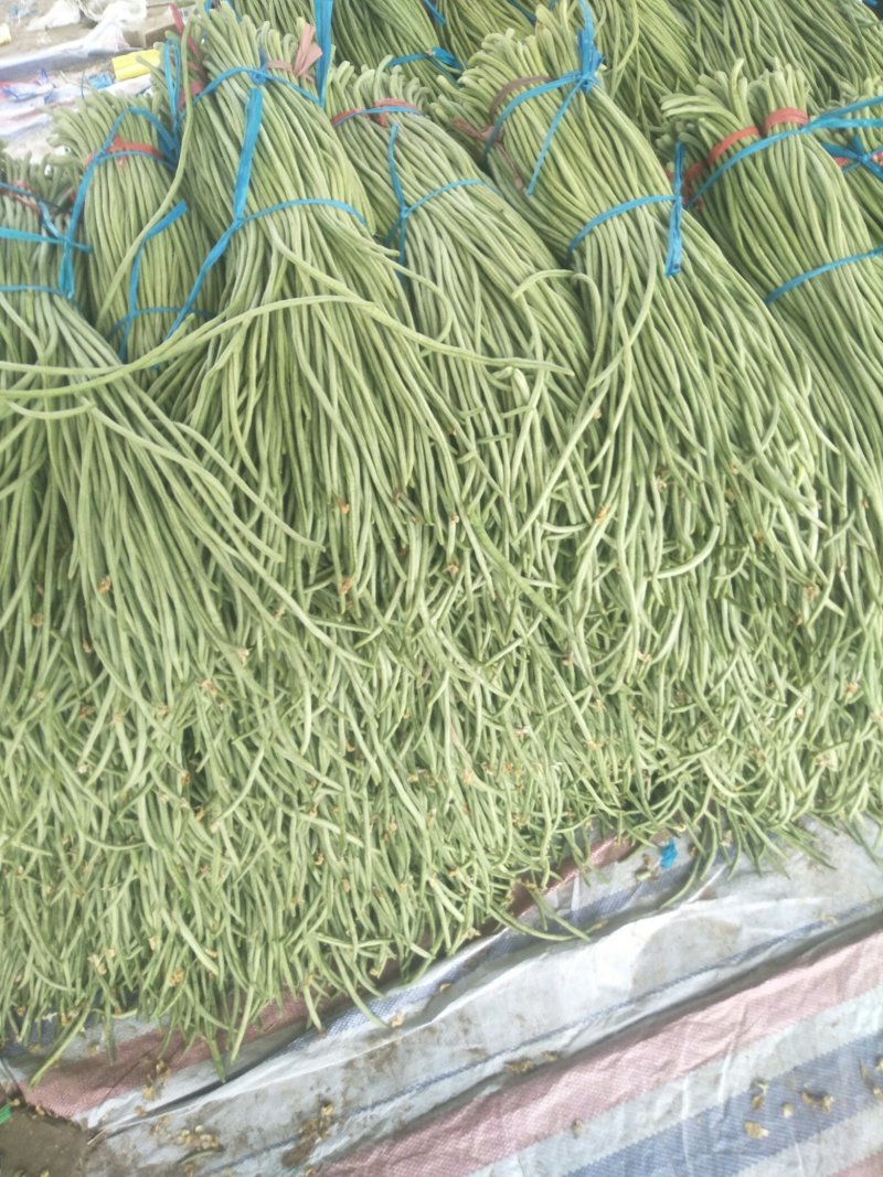 长豆角大量供应货量充足。大量上市