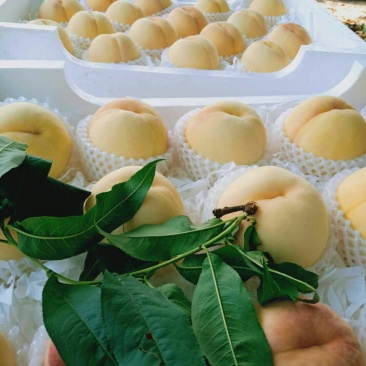 新沂精品水蜜桃量大优惠