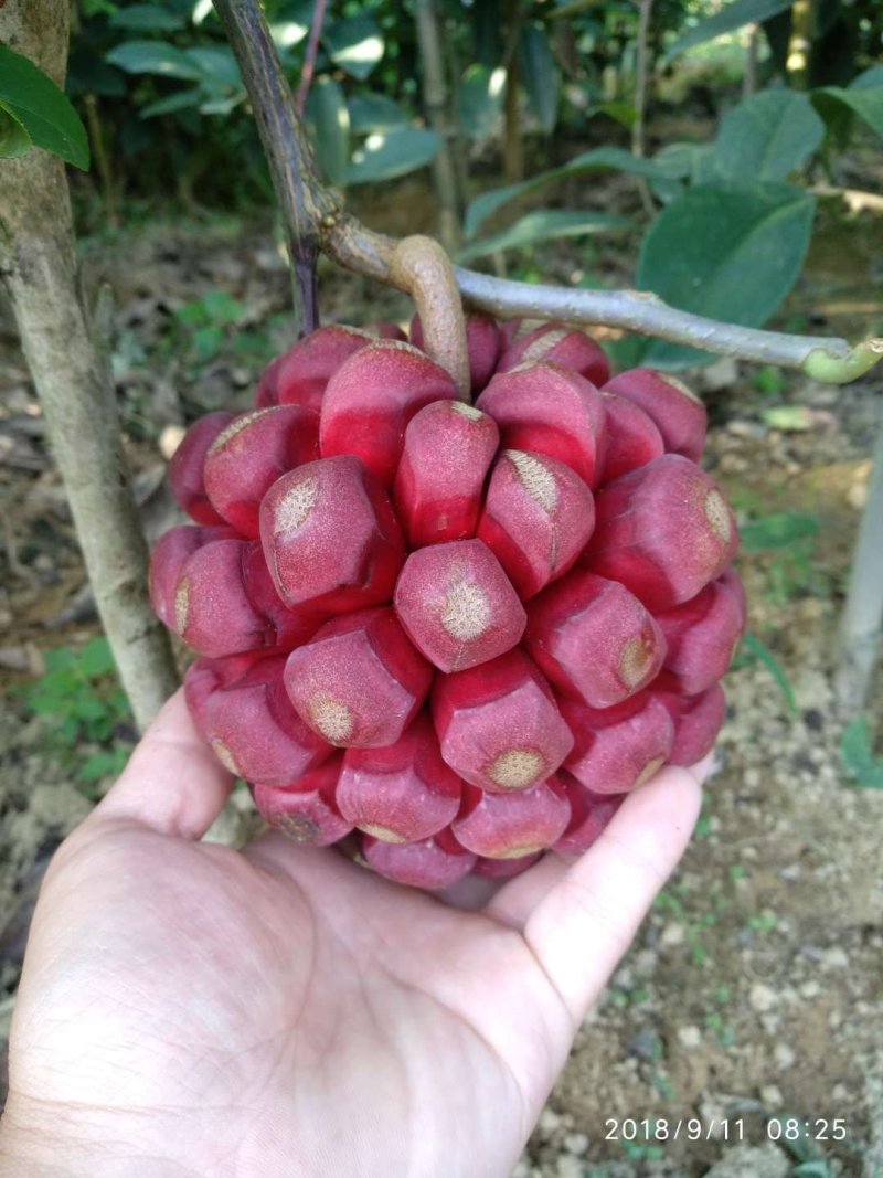 布福娜