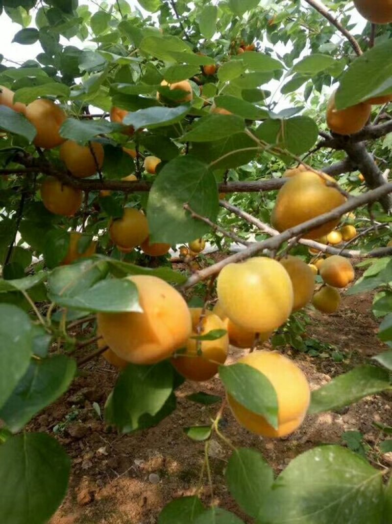 【万荣优果】万荣县金太阳杏量大从优甜蜜上市专业代办