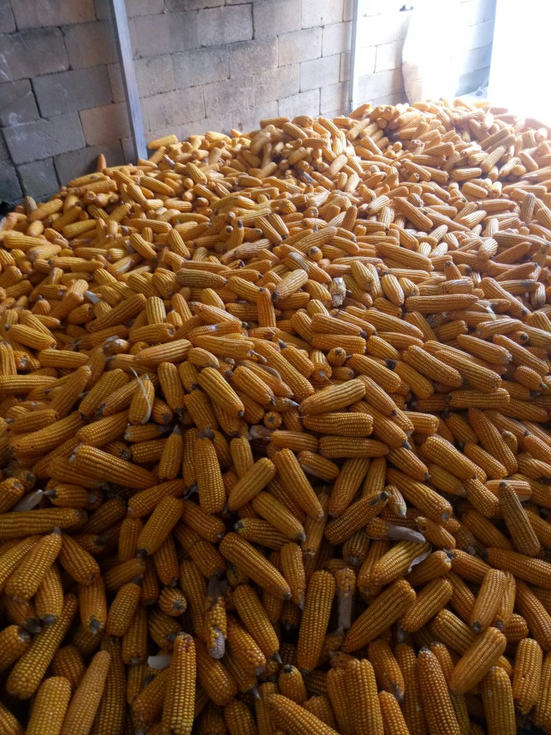 云南甘优黄玉米