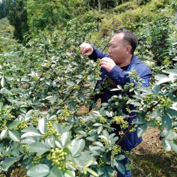 卖鲜花椒香嘛味无农药农产品十斤上才批发关照一下