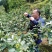 卖鲜花椒香嘛味无农药农产品十斤上才批发关照一下