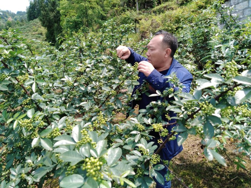 卖鲜花椒香嘛味无农药农产品十斤上才批发关照一下