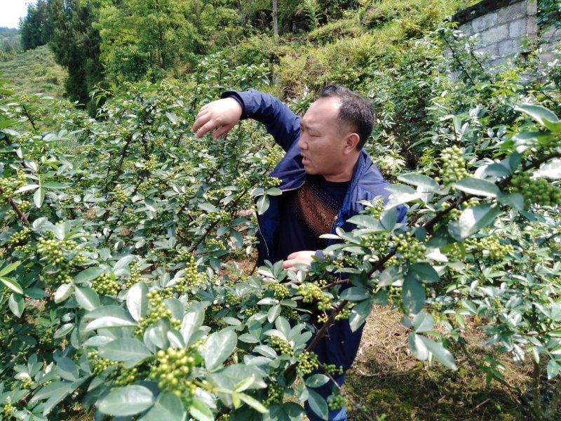 卖鲜花椒香嘛味无农药农产品十斤上才批发关照一下