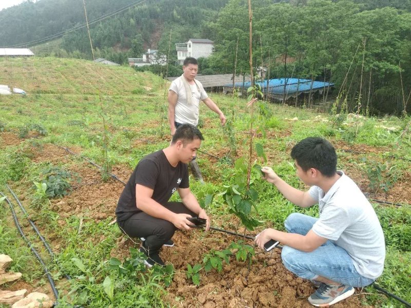 益惠农业软枣猕猴桃树苗南北方种植第二年结果软枣猕猴桃苗