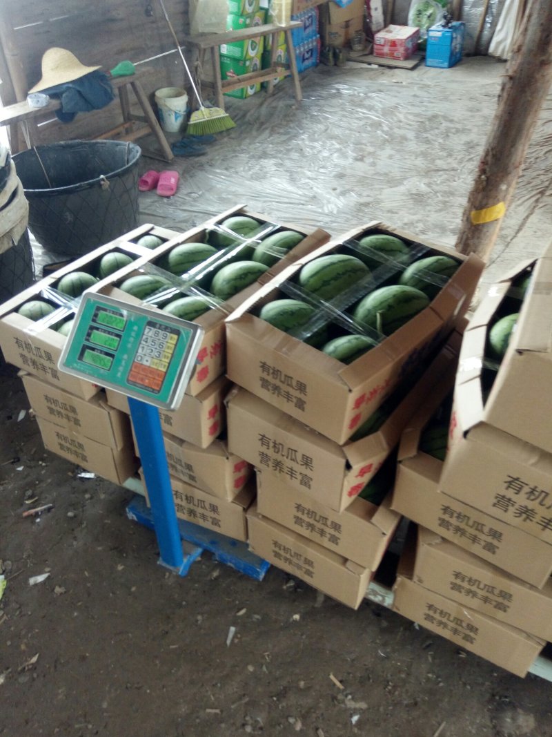 早春红玉