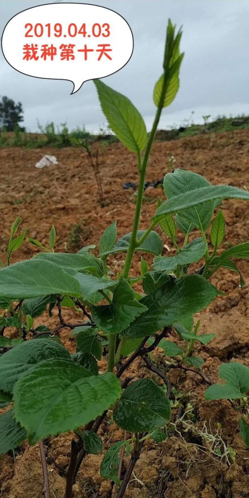 益惠农业软枣猕猴桃一年苗南北方种植第三年结果软枣猕猴桃苗