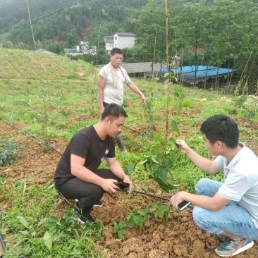 益惠农业软枣猕猴桃一年苗南北方种植第三年结果软枣猕猴桃苗