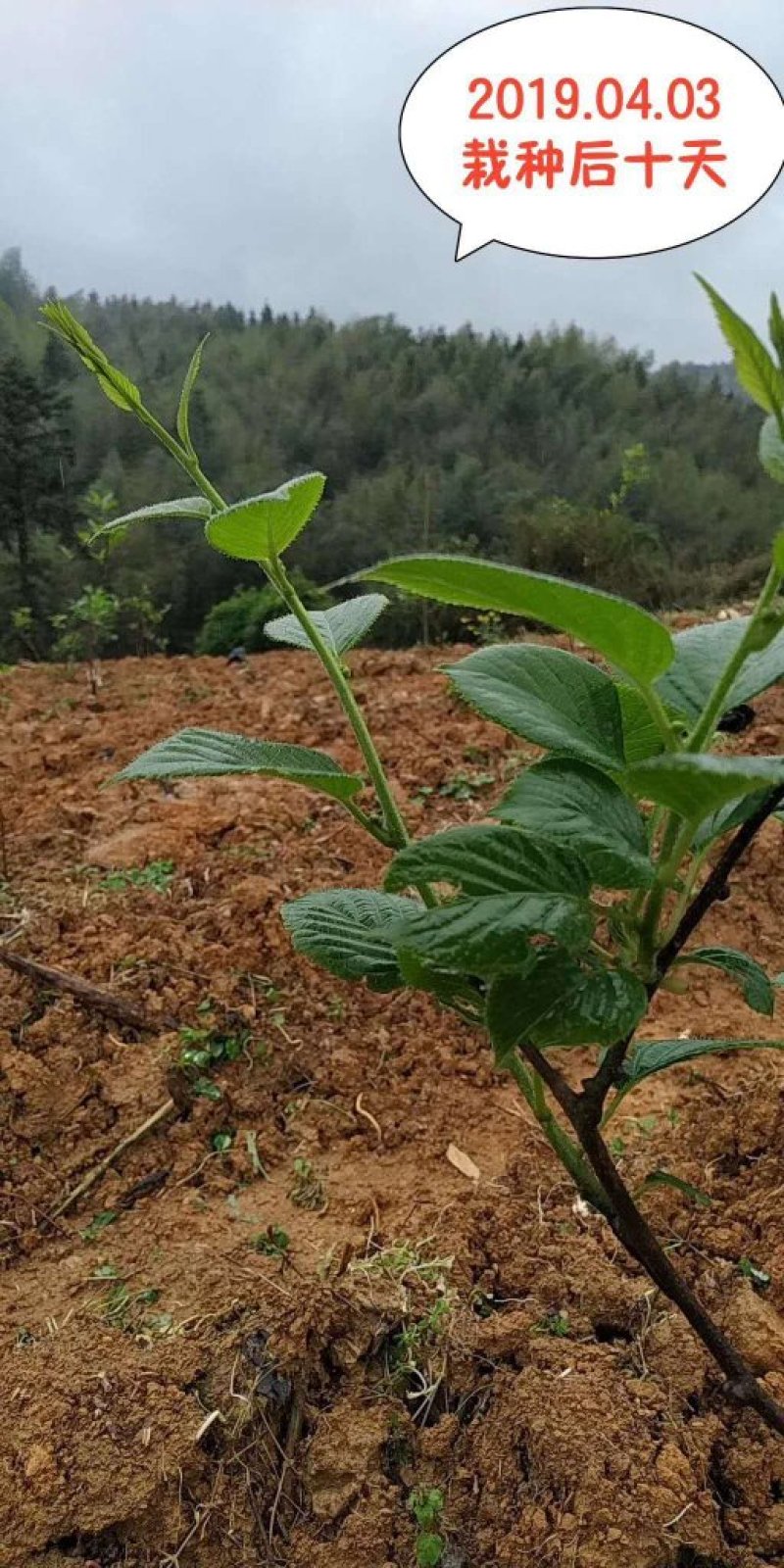 益惠农业软枣猕猴桃树苗南北方种植第二年结果软枣猕猴桃苗