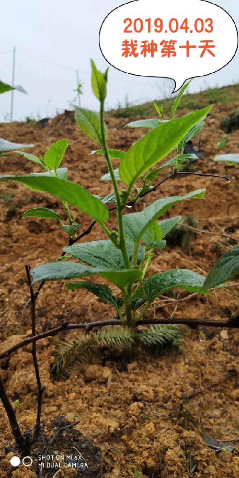 益惠农业软枣猕猴桃树苗南北方种植第二年结果软枣猕猴桃苗